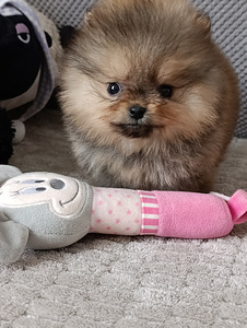 Pomeranian (1 foto / 5)