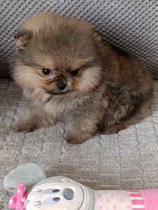 Pomeranian (2 foto / 5)