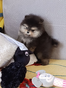 Pomeranian (3 foto / 5)