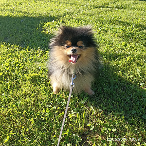 Pomeranian (1 foto / 5)