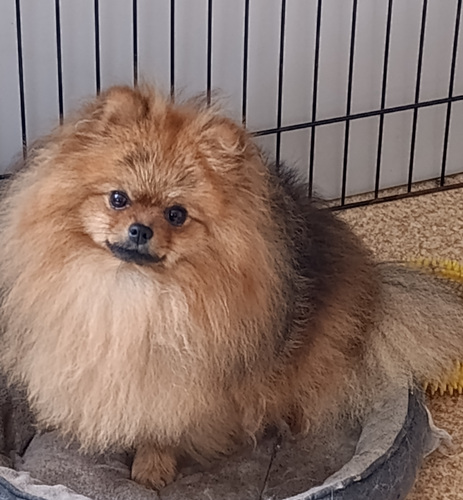 Pomeranian