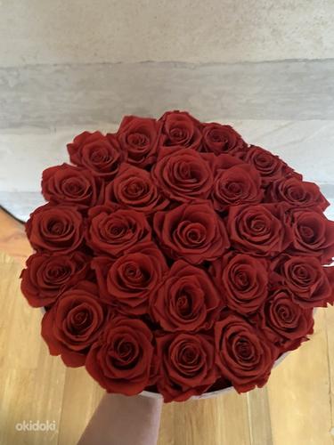 Uinuvad Roosid 25 roosi. (foto #2)