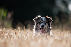 Tippklassi Fujifilm X-T1, uueväärne (8 foto / 10)