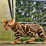 Kasvanduses Maisonleopard on pakkuda bengali kassipojad (foto #1)