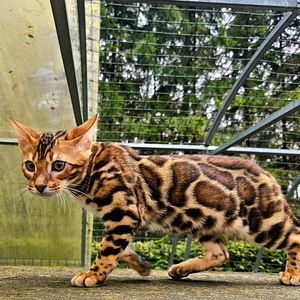 Питомник Maisonleopard предлагает бенгальских котят (1 фото из 7)