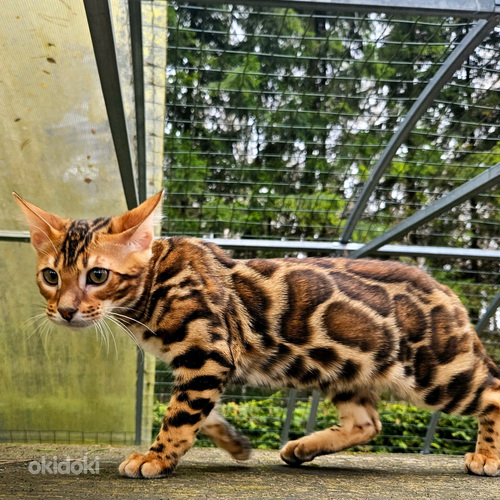 Питомник Maisonleopard предлагает бенгальских котят (фото #1)