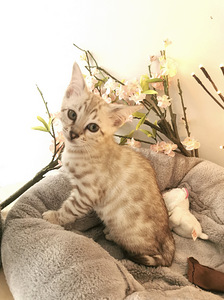 MÜÜA BENGAL KASSIPOEG (7 foto / 7)