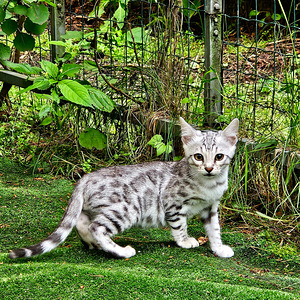 Hõbedane bengali kassipoeg (2 foto / 6)