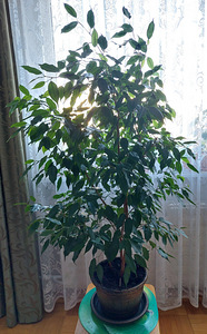 Ficus (1 foto / 2)