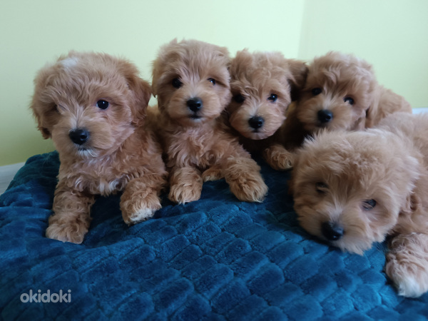 MALTIPOO (foto #4)