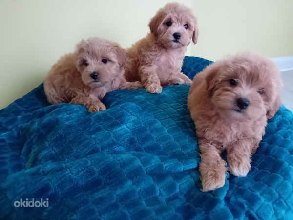 MALTIPOO (foto #7)