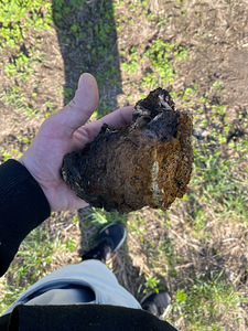 Chaga (1 foto / 4)