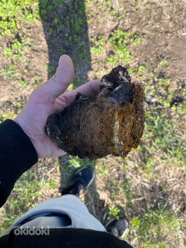 Chaga