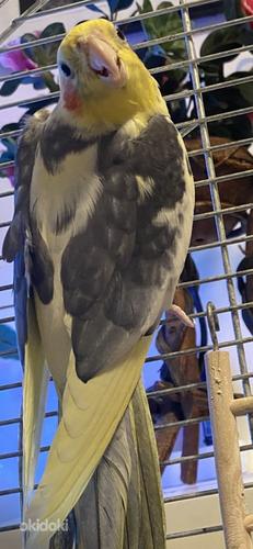 Попугай королла (фото #3)