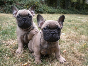 French Bulldog Black Mask (3 foto / 3)