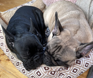 French Bulldog Black Mask (2 foto / 3)