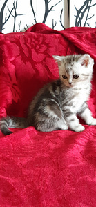 Scottish fold/straight kassipojad (1 foto / 6)