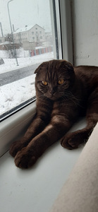 Scottish fold/straight kassipojad (6 foto / 6)