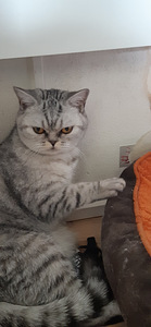 Scottish fold/straight kassipojad (5 foto / 6)