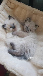 Невские маскарадные (3 фото из 6)