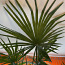 Palmipuu (25 a vana, kõrgus - 2,6m) (foto #3)