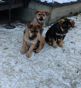 Suure koera kutsikad (1 foto / 8)
