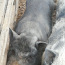 Вьетнамская свиноматка (фото #1)