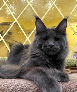 Maine coon kassipoeg (1 foto / 4)