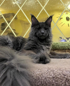Maine coon kassipoeg (2 foto / 4)