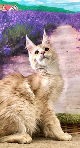 Maine coon kassipoeg (2 foto / 2)