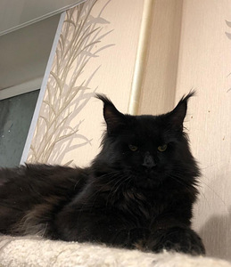 Maine coon (2 фото из 4)