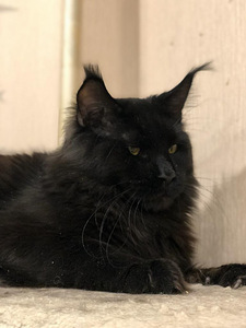 Maine coon (4 фото из 4)