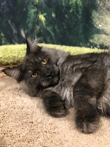 Maine coon (2 фото из 6)