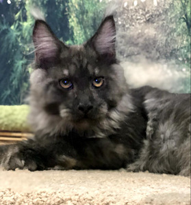 Maine coon (4 фото из 6)