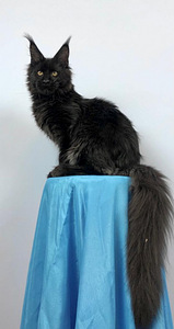 Maine coon kassipoeg (6 foto / 7)