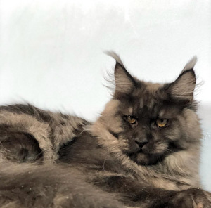 Maine coon kassipoeg (2 foto / 5)