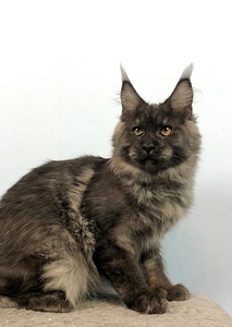 Maine coon kassipoeg (3 foto / 5)