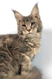 Maine coon kassipoeg (tüdruk) (2 foto / 6)
