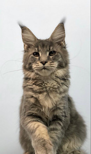 Maine coon kassipoeg (tüdruk) (6 foto / 6)