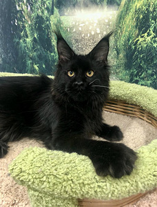 Maine coon kassipoeg (1 foto / 6)