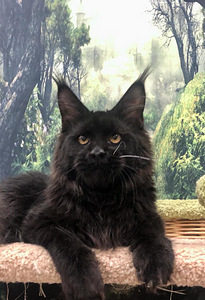 Maine coon kassipoeg (3 foto / 6)