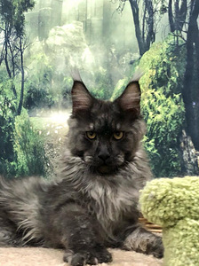Maine coon kassipoeg (2 foto / 3)