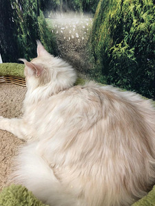 Maine coon kassipoeg (7 foto / 10)