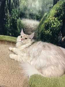 Maine coon kassipoeg (8 foto / 10)