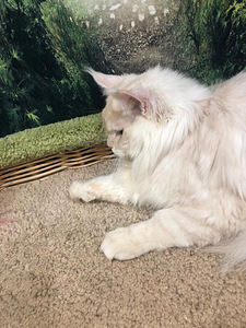 Maine coon kassipoeg (9 foto / 10)
