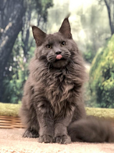 Maine coon kassipoeg (1 foto / 3)