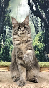 Maine coon kassipoeg (2 foto / 4)