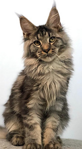 Maine coon kiispoeg (2 foto / 5)