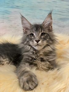 Maine coon kiisupojad (3 foto / 7)