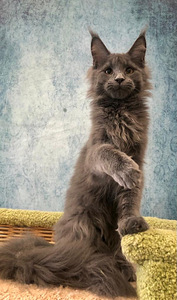 Maine coon tüdruk (5 foto / 8)